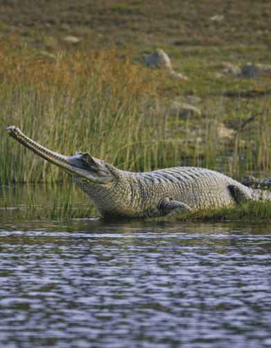 Riverside lake landscape for Chambal safari