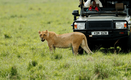Safari jeep in the forest
